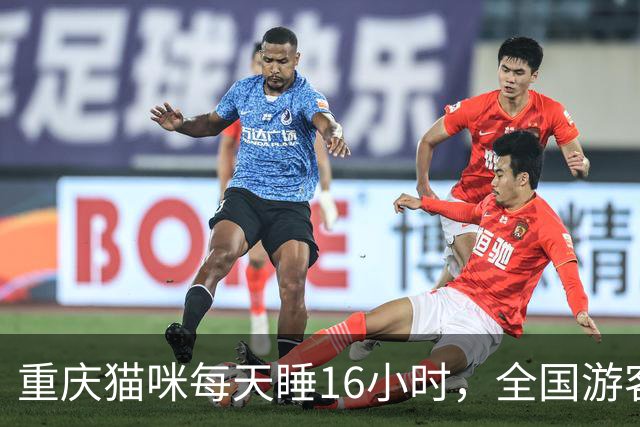 重庆猫咪每天睡16小时，全国游客排队围观睡姿：这才是真松弛